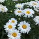 Насіння багаторічної ромашки садової «Принцеса» 0,2 г