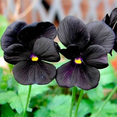 Насіння віоли F1 «Чорний король»