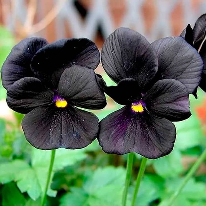 Насіння віоли F1 «Чорний король»