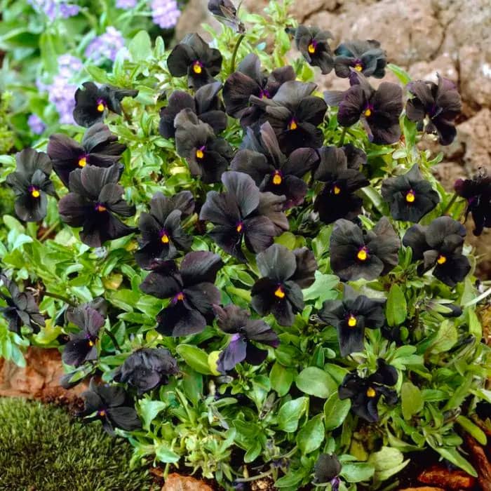 Насіння віоли F1 «Чорний король»