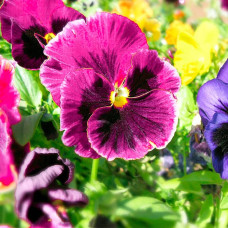 Насіння вiоли F1 «Долина троянд»