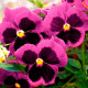 Насіння вiоли F1 «Долина троянд»