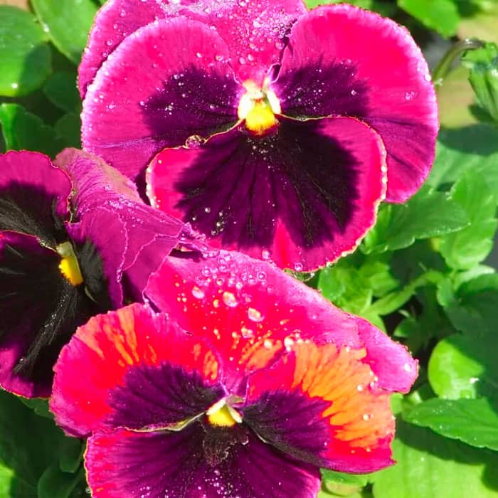 Насіння вiоли F1 «Долина троянд»