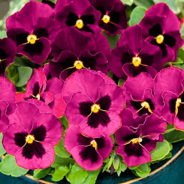 Насіння вiоли F1 «Долина троянд»