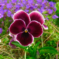 Насіння віоли F1 «Кассіс»