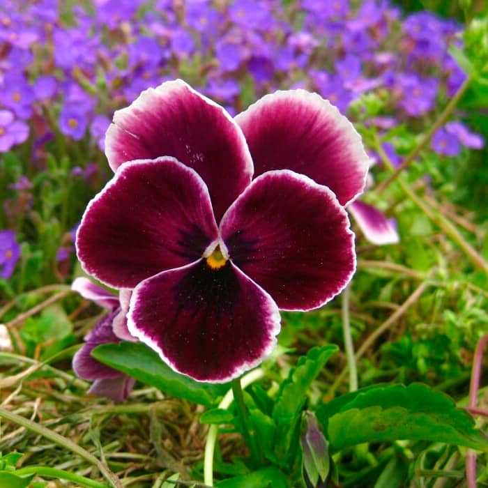 Насіння віоли F1 «Кассіс»