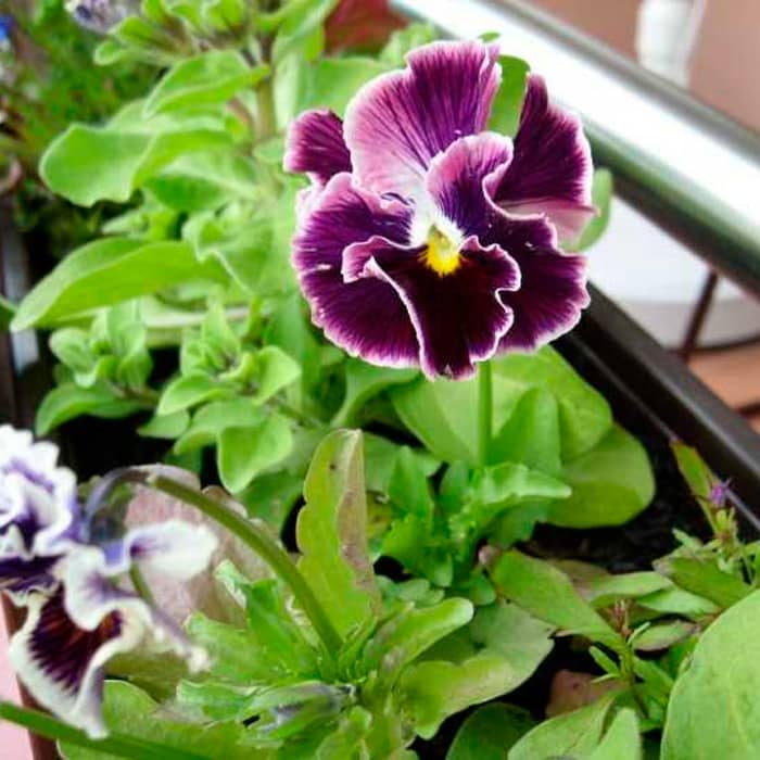 Насіння віоли F1 «Кассіс»