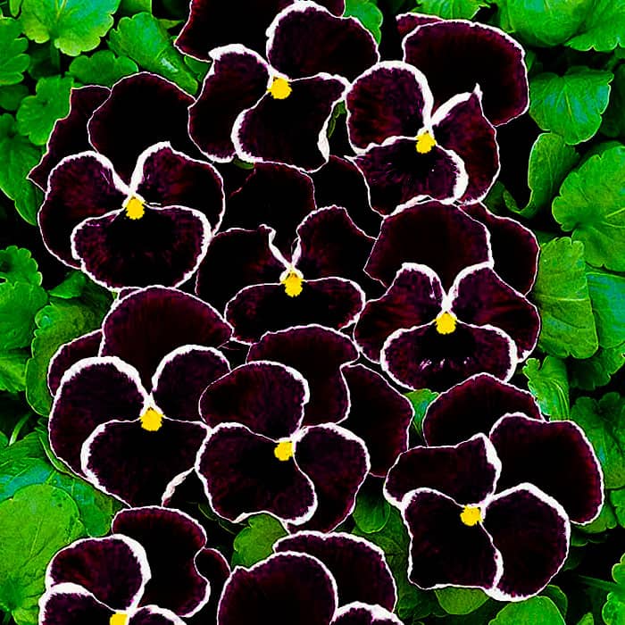 Насіння віоли F1 «Кассіс»