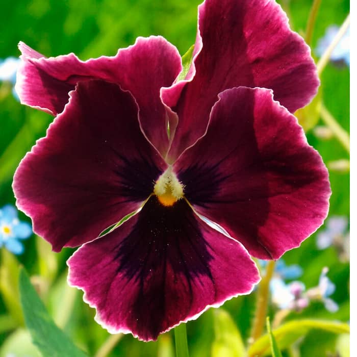 Насіння віоли F1 «Кассіс»