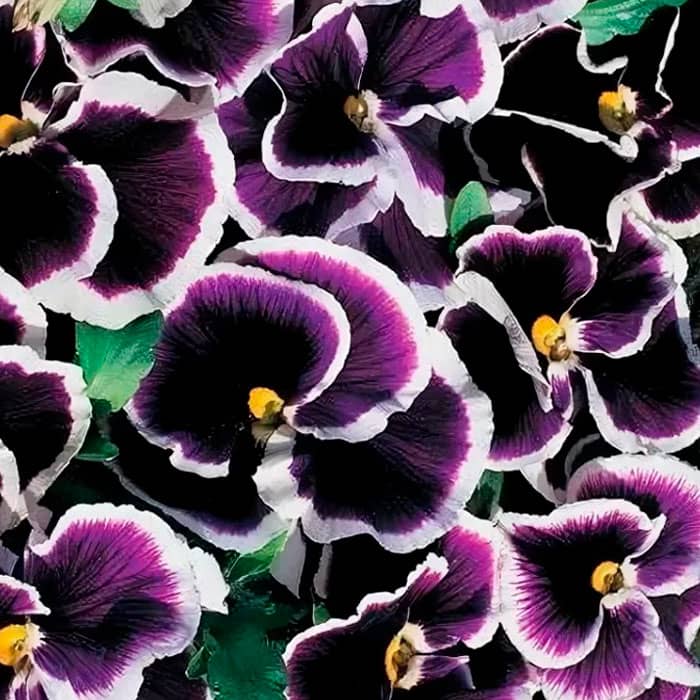 Насіння віоли F1 «Кассіс»