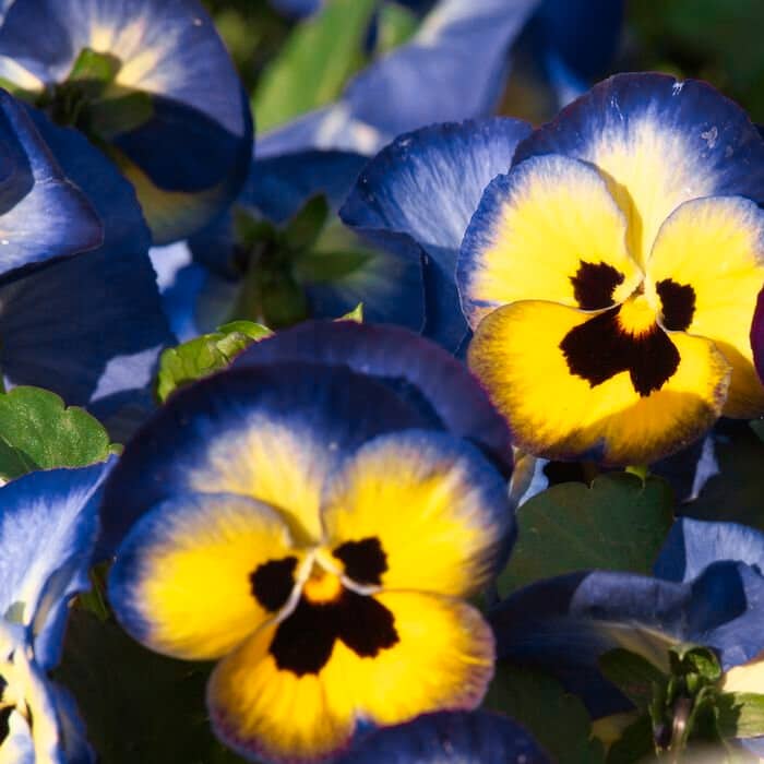 Насіння віоли F1 «Максим»