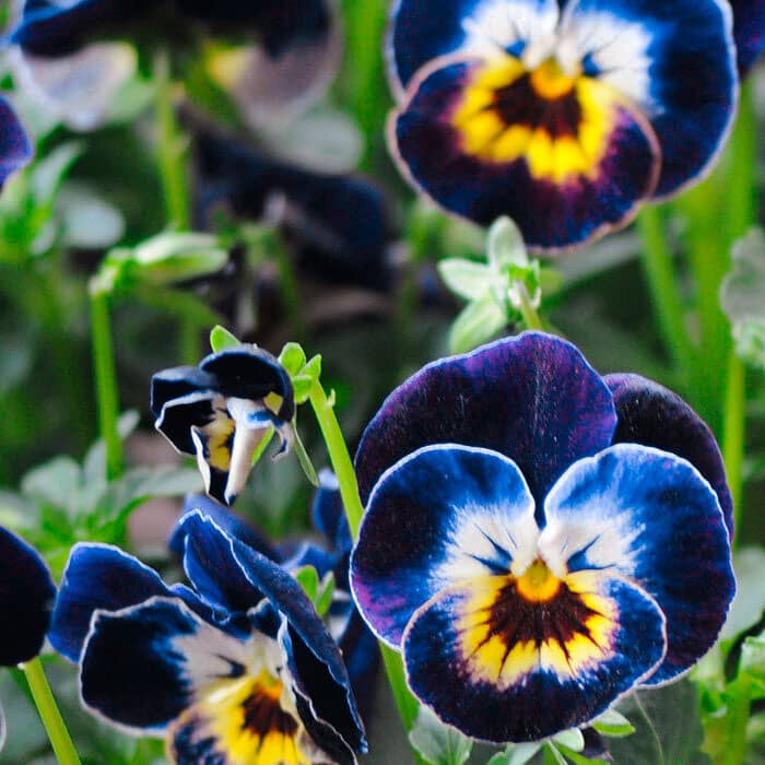 Насіння віоли F1 «Максим»