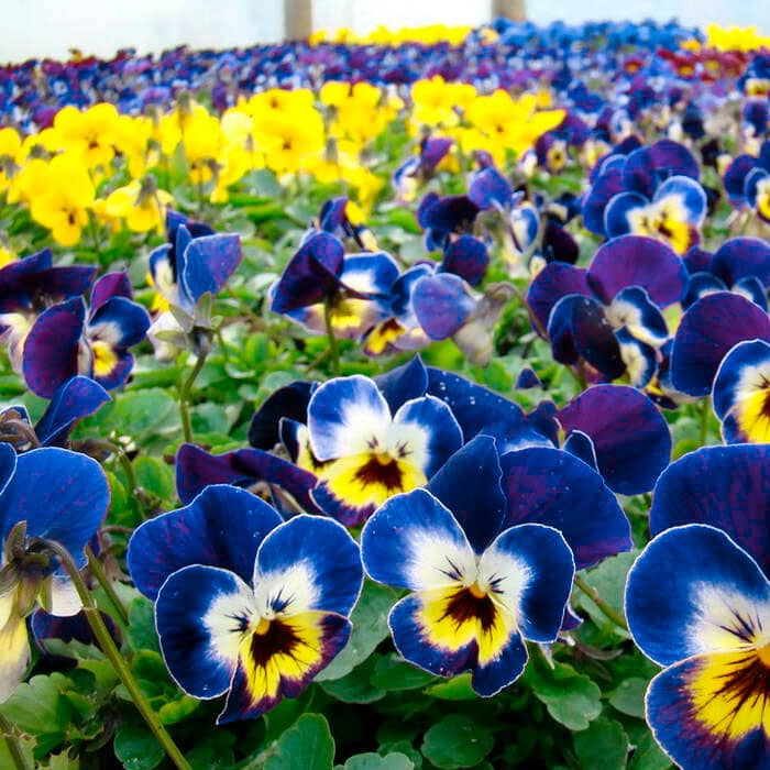 Насіння віоли F1 «Максим»