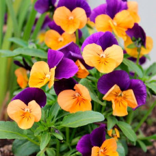 Насіння віоли F1 «Помаранчевий сапфір»