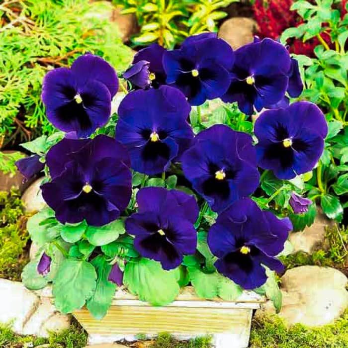 Насіння віоли F1 «Ультрамарин» 
