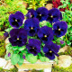 Насіння віоли F1 «Ультрамарин» 