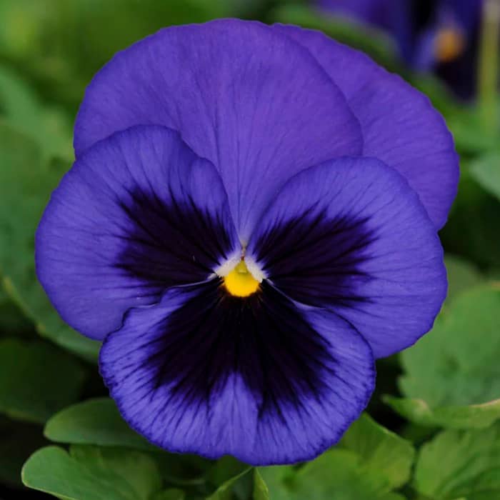 Насіння віоли F1 «Ультрамарин» 