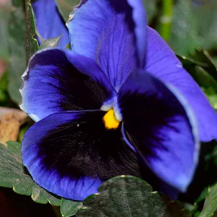 Насіння віоли F1 «Ультрамарин» 