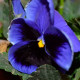 Насіння віоли F1 «Ультрамарин» 
