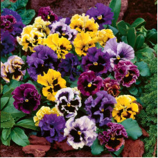  Насіння багаторічної віоли «Діадема F1» 0,1 г