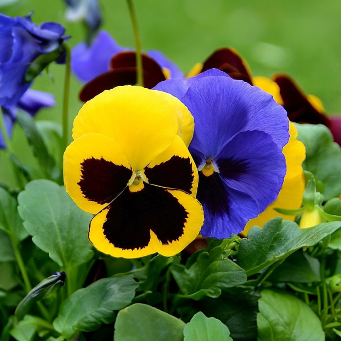 Насіння багаторічної віоли «Легасі» 0,1 г