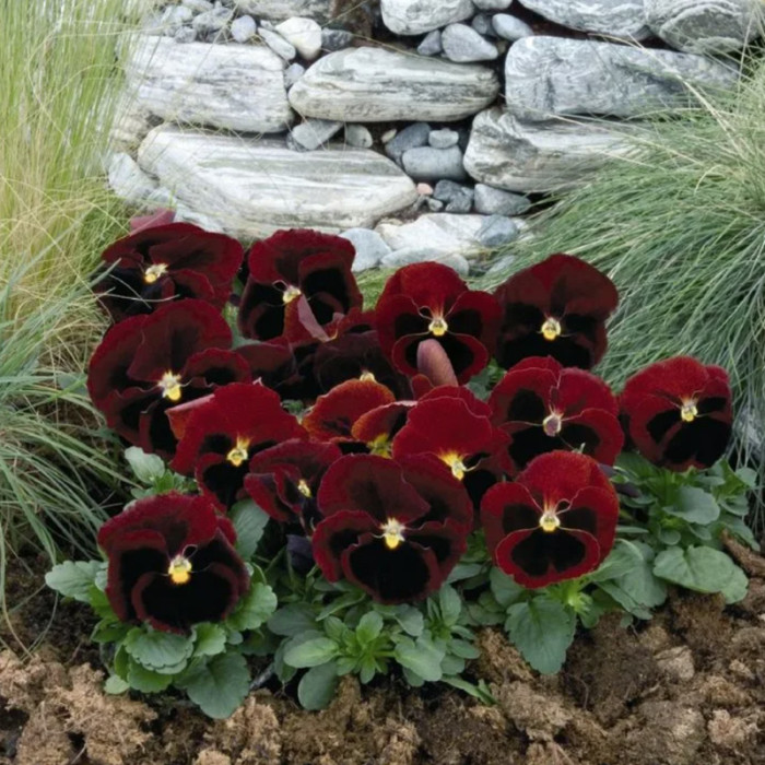 Насіння багаторічної віоли «Легасі» 0,1 г