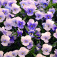 Насіння багаторічної віоли «Легасі» 0,1 г