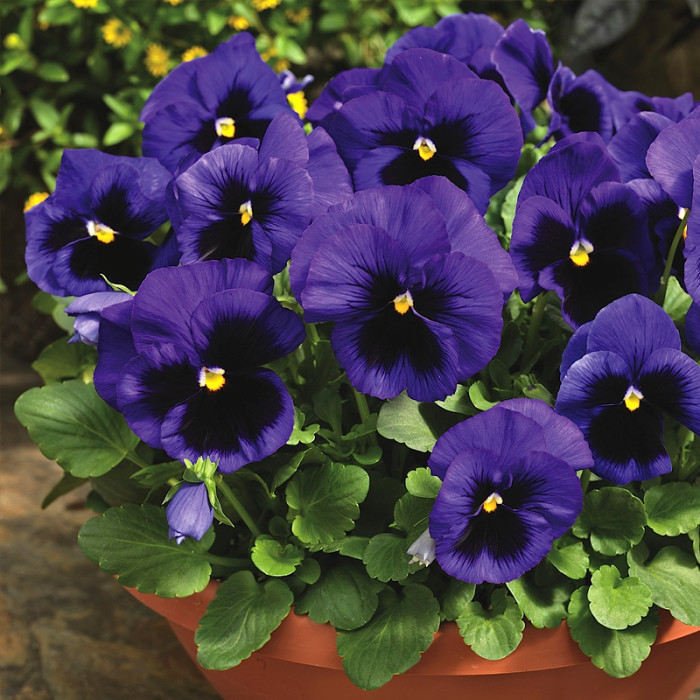 Насіння багаторічної віоли «Легасі» 0,1 г