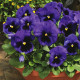Насіння багаторічної віоли «Легасі» 0,1 г