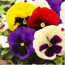 Насіння багаторічної віоли «Швейцарські гіганти F1» 0,1 г