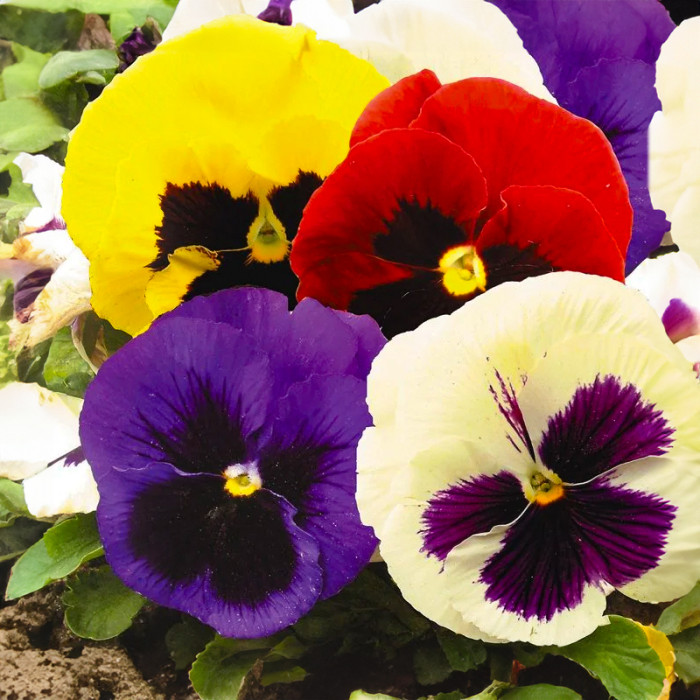 Насіння багаторічної віоли «Швейцарські гіганти F1» 0,1 г