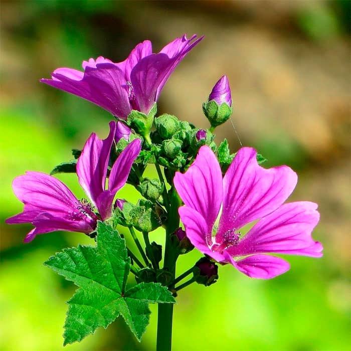 Насіння мальви «Лісова красуня»