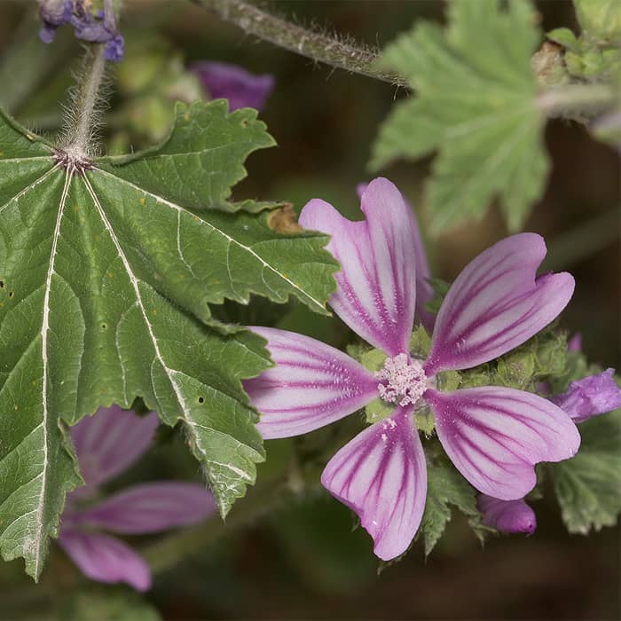 Насіння мальви «Лісова красуня»
