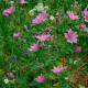 Насіння мальви «Лісова красуня»