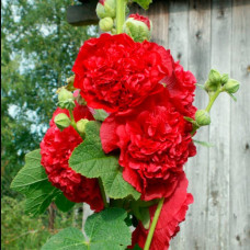 Насіння мальви «Пурпур Чатерз Стрейн»