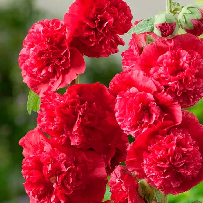 Насіння мальви «Пурпур Чатерз Стрейн»