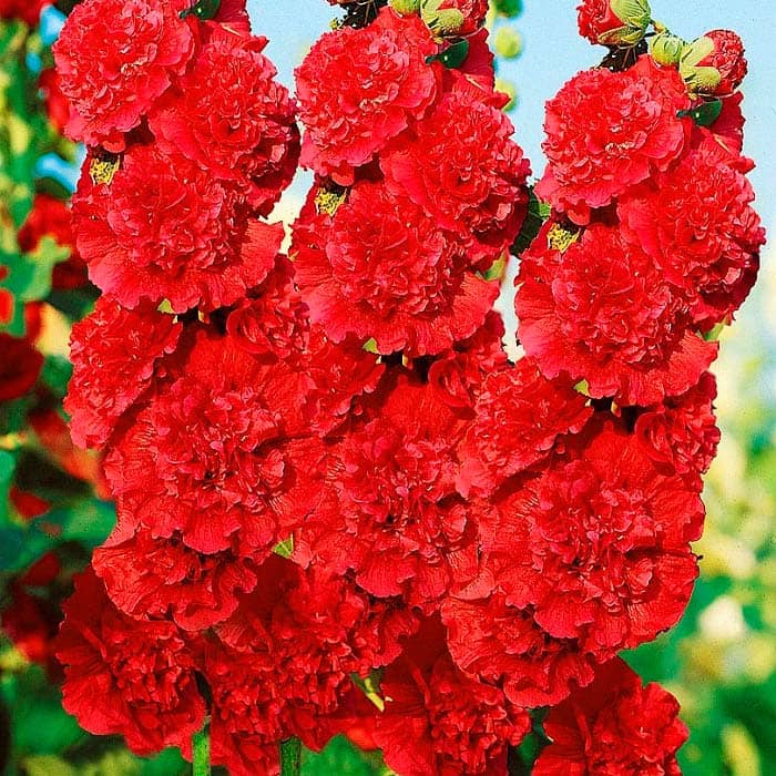 Насіння мальви «Пурпур Чатерз Стрейн»