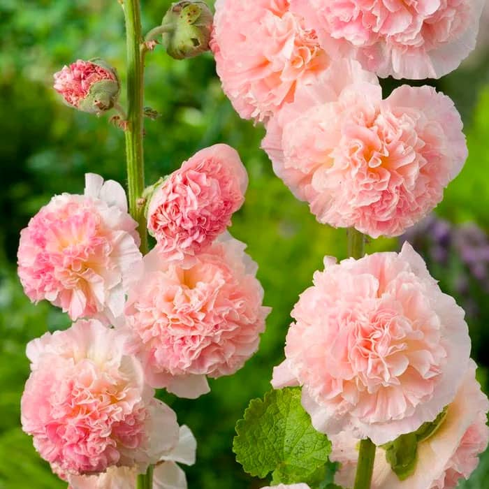 Насіння мальви «Рожева замша»