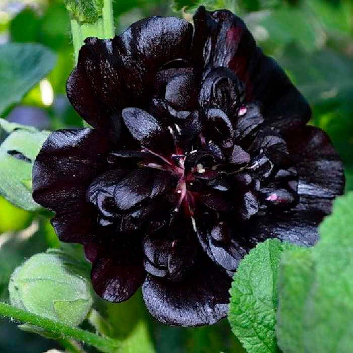 Насіння багаторічної мальви «Багіра» 0,5 г