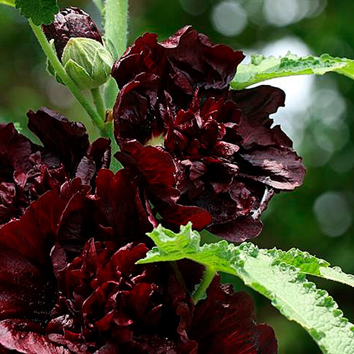 Насіння багаторічної мальви «Багіра» 0,5 г