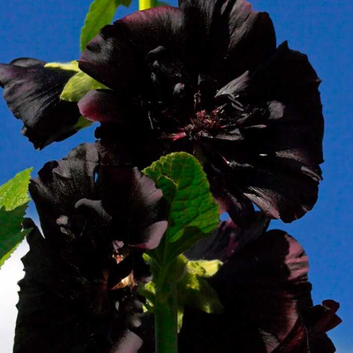 Насіння багаторічної мальви «Багіра» 0,5 г