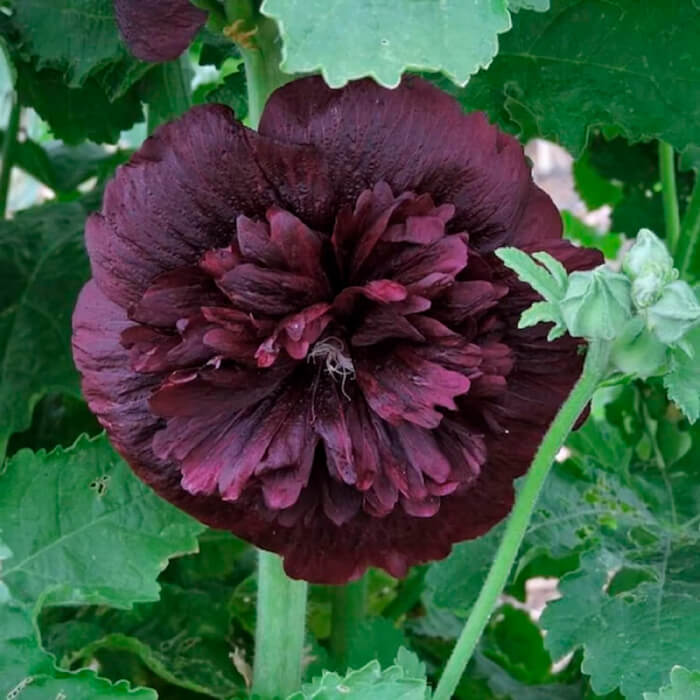 Насіння багаторічної мальви «Багіра» 0,5 г