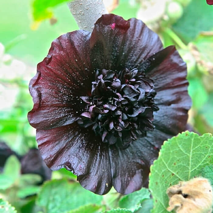 Насіння багаторічної мальви «Багіра» 0,5 г