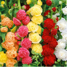 Насіння багаторічної мальви «Букет Чатерс Стрейн» 0,3 г