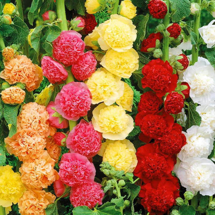 Насіння багаторічної мальви «Букет Чатерс Стрейн» 0,3 г