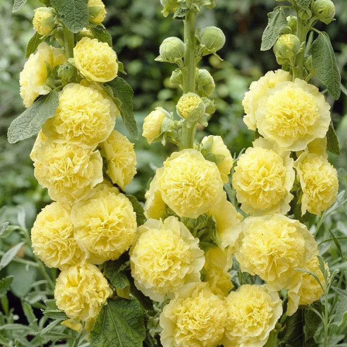 Насіння багаторічної мальви «Букет Чатерс Стрейн» 0,3 г