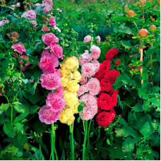  Насіння багаторічної мальви «Гірлянда» 0,5 г