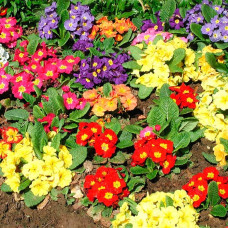 Суміш насіння примули «Ванда F1»