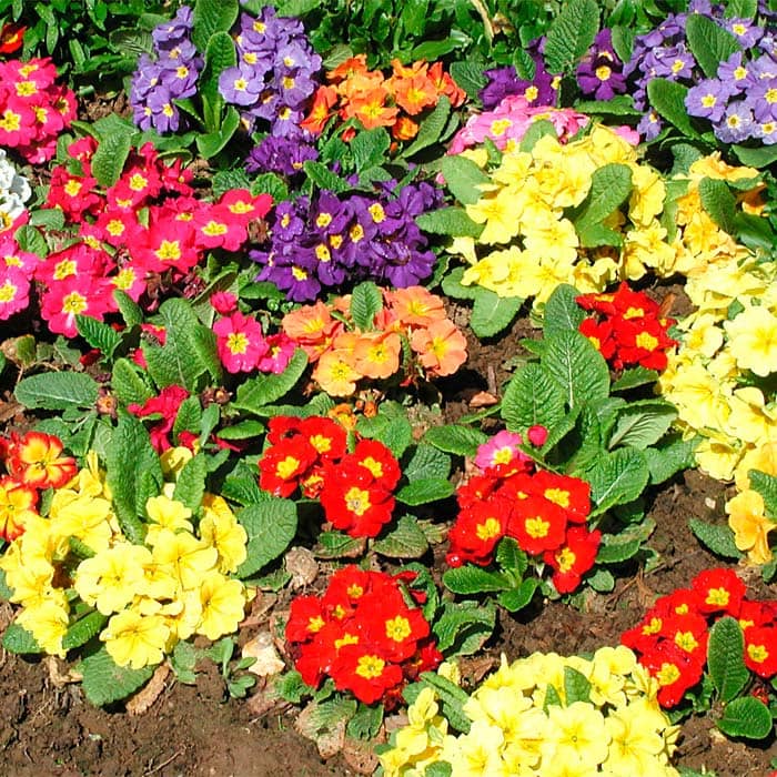 Суміш насіння примули «Ванда F1»