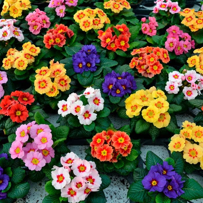 Суміш насіння примули «Ванда F1»